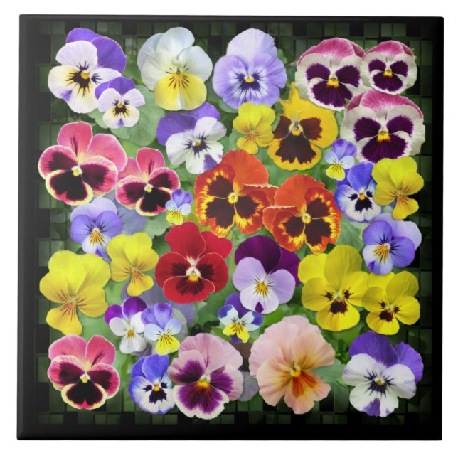 Pansy Beauty (Frente)
