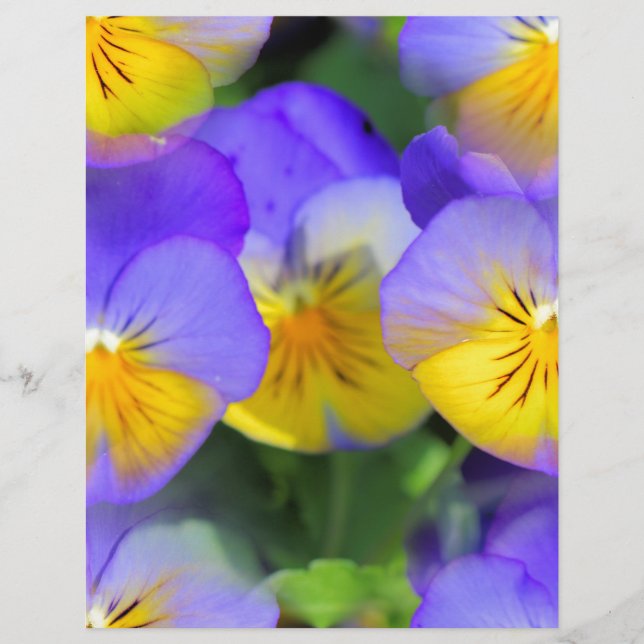 Pansy echos (Frente)