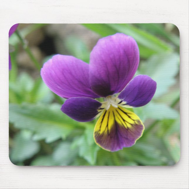 Pansy Mousepad (Frente)