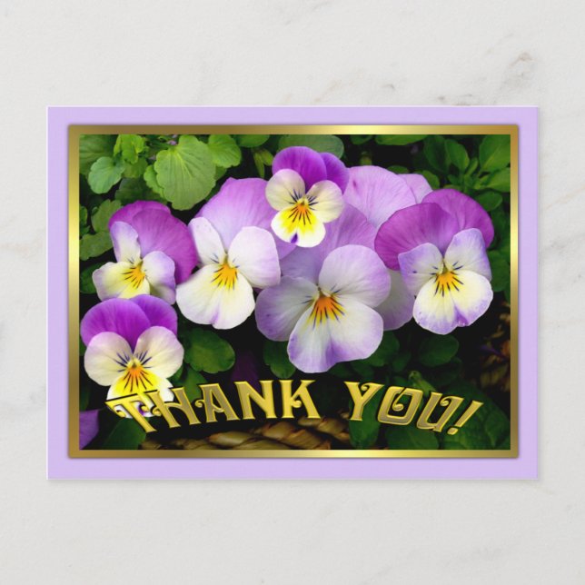 Pansy ~ Obrigado ~ Cartão Postal (Frente)