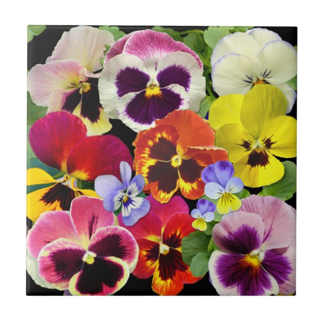 Pansy Patchwork (Frente)