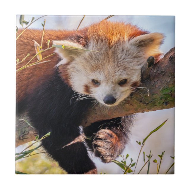 Pantaninha vermelha preguiçosa (Frente)