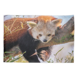 Pantaninha vermelha preguiçosa