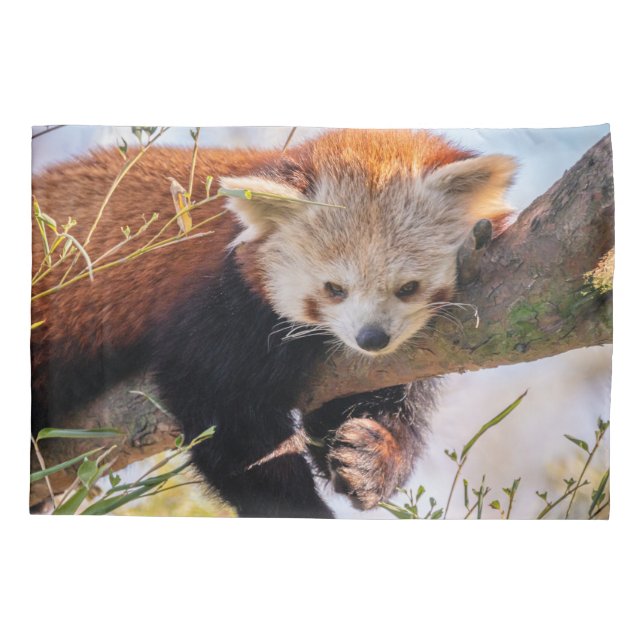 Pantaninha vermelha preguiçosa (Verso)