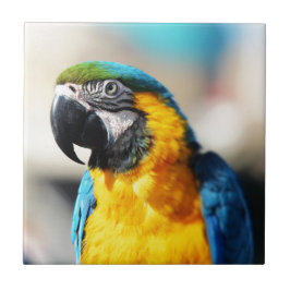 papagaio