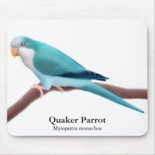 Papagaio azul Mousepad do quacre