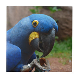 papagaio blauaras