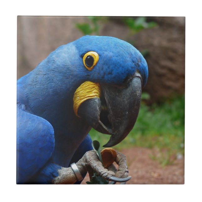 papagaio blauaras (Frente)