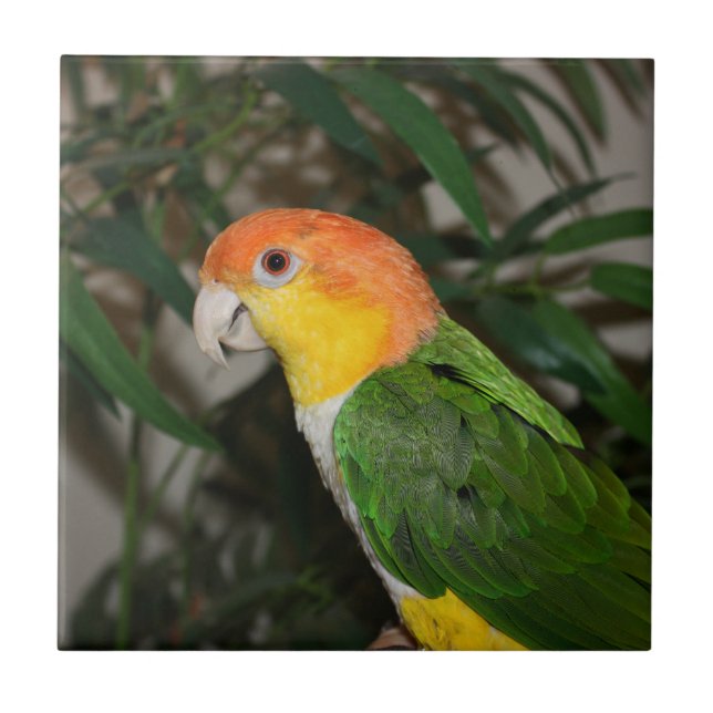 Papagaio Caique Branco com Árvore Bamboo (Frente)