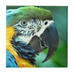 Papagaio colorido do macaw