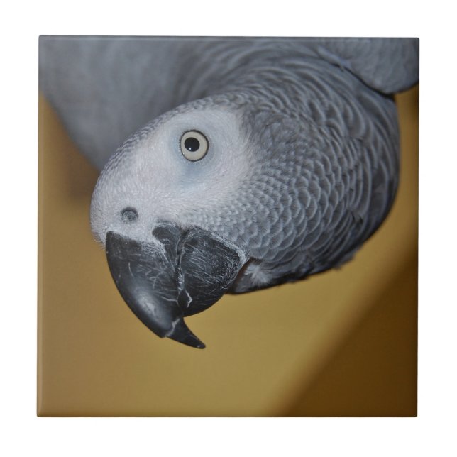 Papagaio do cinza africano de Congo olá! (Frente)