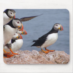 Papagaio-do-mar bonitos Mousepad