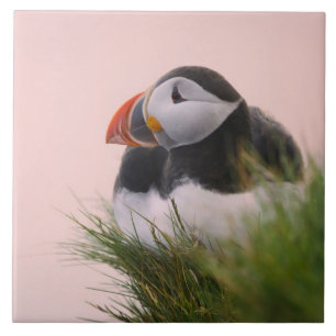 Papagaio-do-mar (Fratercula arctica)