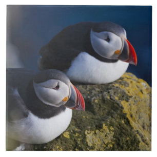 Papagaio-do-mar (Fratercula arctica) 7