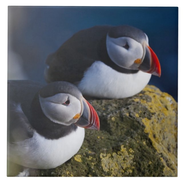 Papagaio-do-mar (Fratercula arctica) 7 (Frente)