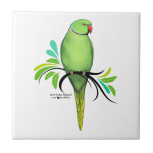 Papagaio-do-pescoço-verde-indiano