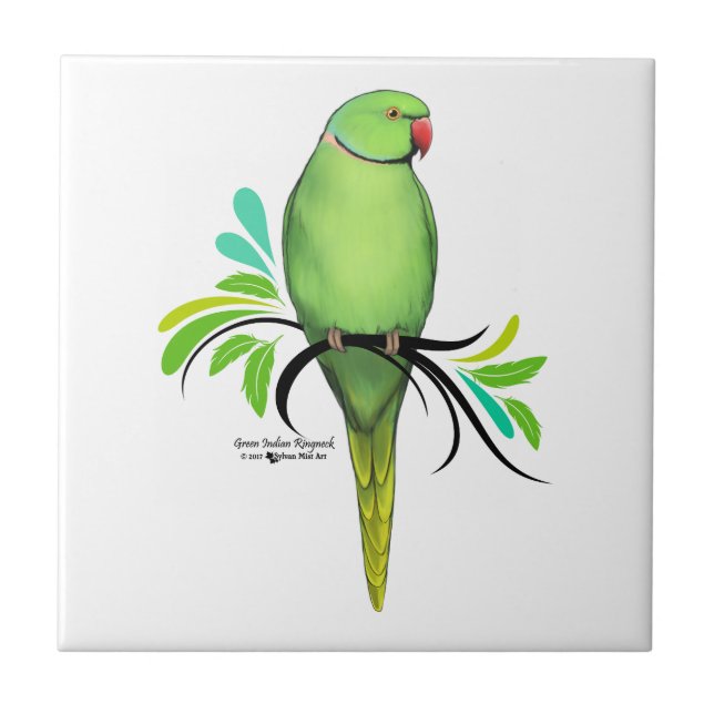 Papagaio-do-pescoço-verde-indiano (Frente)