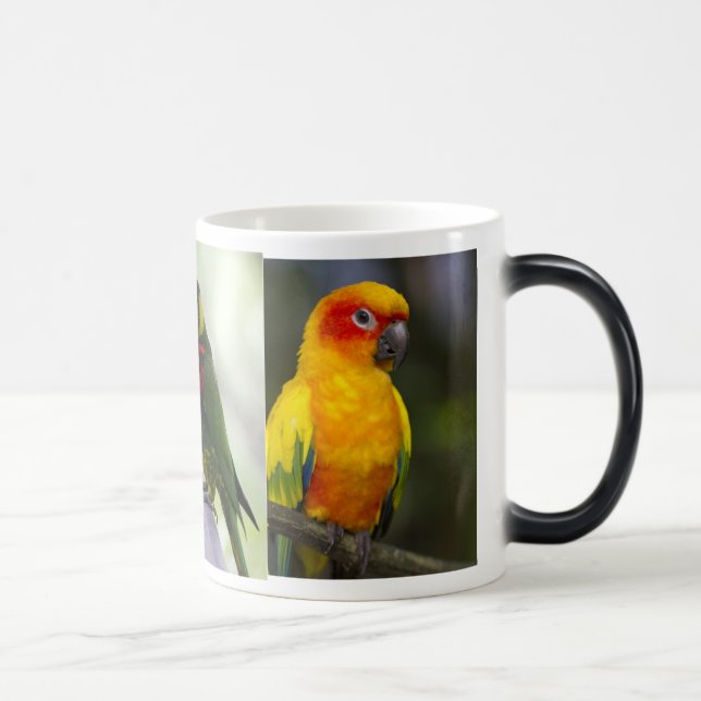 Papagaio e caneca de Lorikeets (Direita)