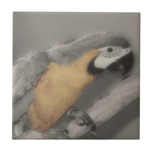 Papagaio-Maca Em Pássaro Negro E Branco