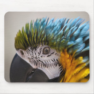 Papagaio Macaw - Mousepad