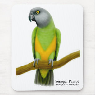 Papagaio Mousepad de Senegal