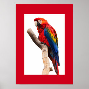 Papagaio Poster