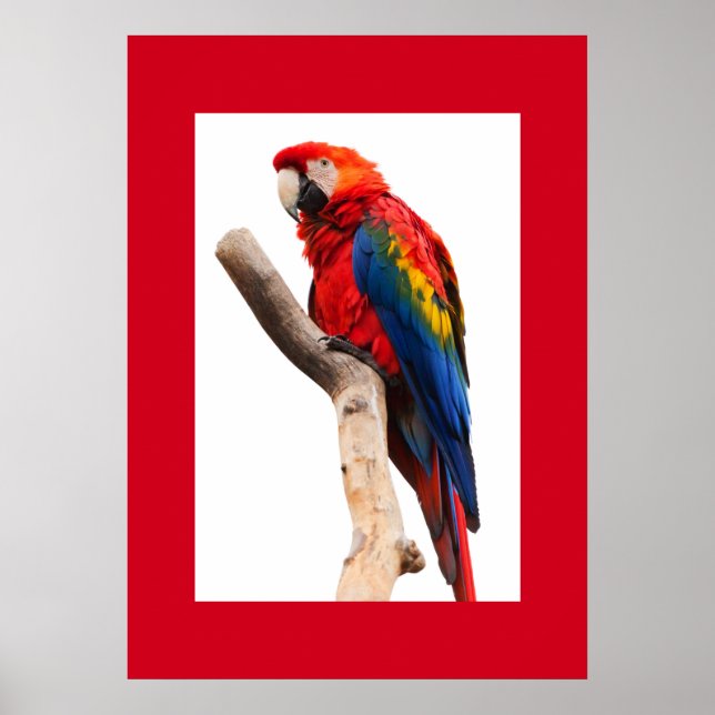 Papagaio Poster (Frente)