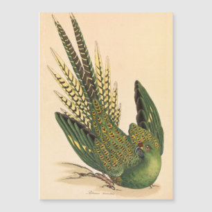Papagaio-terrestre de James Sowerby, Psittacus ter