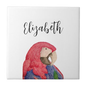 Papagaio Tropical Desenhando Macaw Colorido