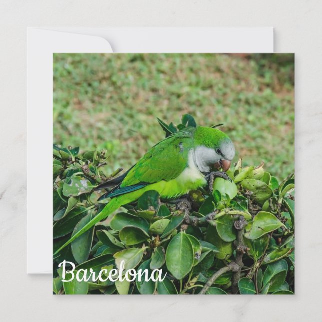 Papagaio verde (Frente)