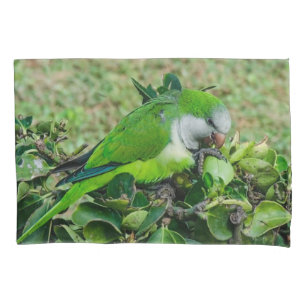 Papagaio verde