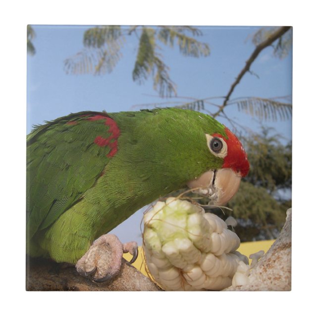 Papagaio verde (Frente)