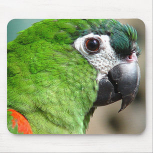 Papagaio verde Mousepad