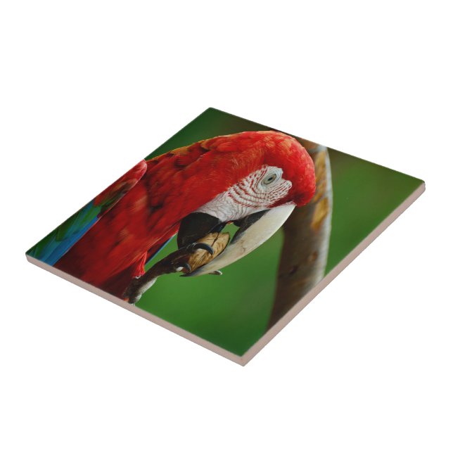 Papagaio Vermelho Tropical (Lateral)