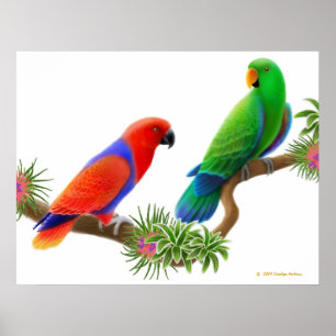 Papagaios de Eclectus & impressão de Bromeliads