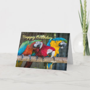 Papagaios do Macaw do cartão de aniversário trê