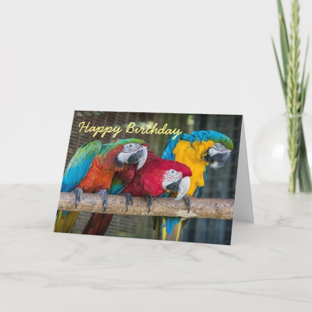 Papagaios do Macaw do cartão de aniversário três (Frente)