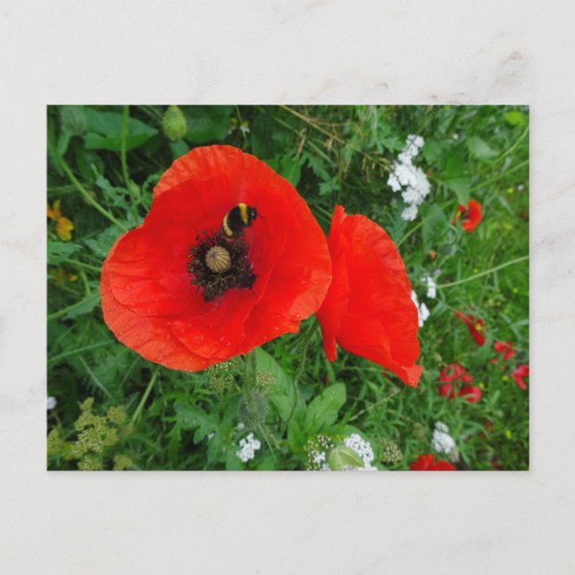 Papagaios vermelhos com cartão postal Bee DIY (Frente)