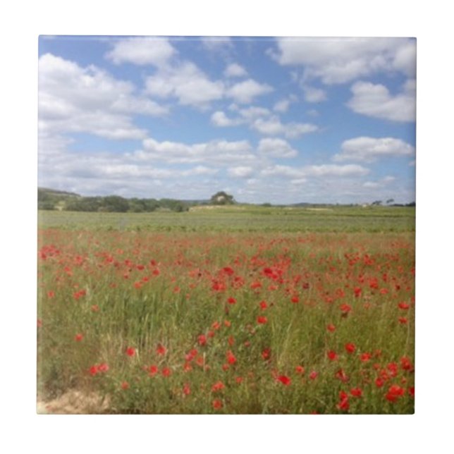 Papagaios Vermelhos Franceses e Céu Azul (Frente)