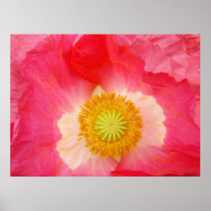 Papagaios vermelhos, impressões de arte, flores de