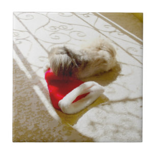 Papais noeis capturados