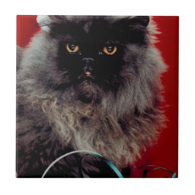 Papais noeis Cat (Frente)