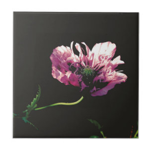 Papaver Sugarplum