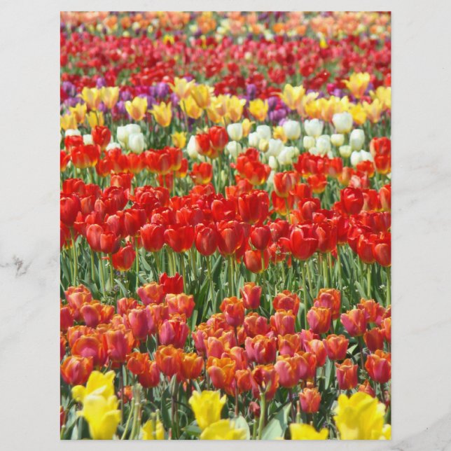 Papel com cabeçalho de carta de Scrapbooking Color (Frente)