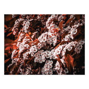 Papel de ampliação de fotos