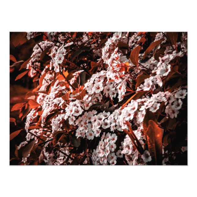 Papel de ampliação de fotos (Frente)