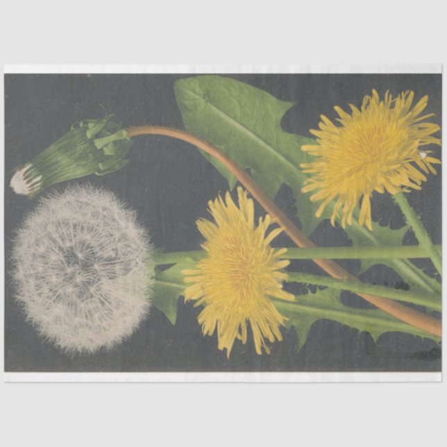 Papel de Decoupage de Mobília Dandilion (Frente )