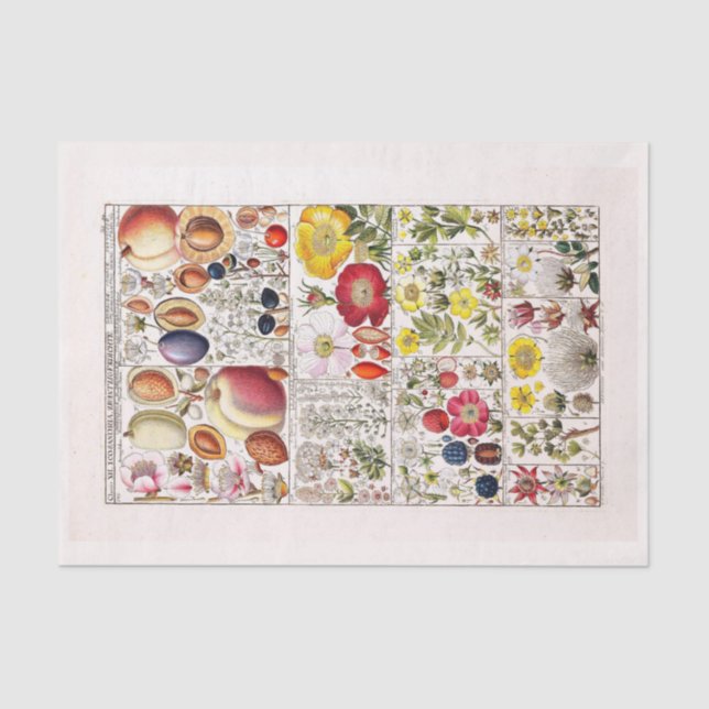 Papel de dissociação 10"x15" - Art. 203.o botânico (Frente )