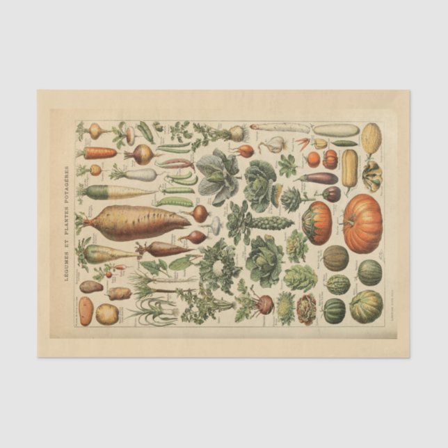 Papel de dissociação 10"x15" - artigo 45.o botânic (Frente )