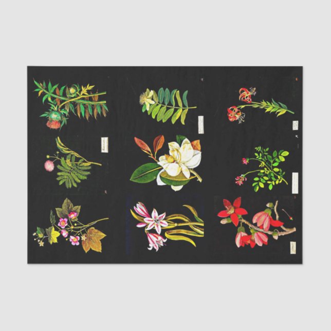 Papel de dissociação 10"x15" - Mary Delany 14 (Frente )